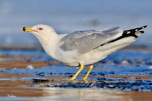 Ring Billed Gull by naathas is licensed under CC BY-NC-ND 2.0.